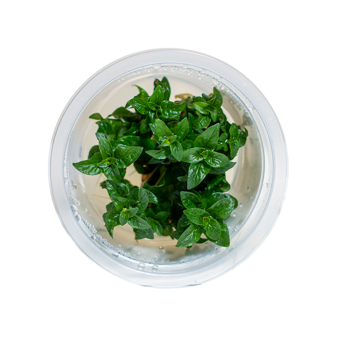 Staurogyne repens plant in shipping container for freshwater aquariums