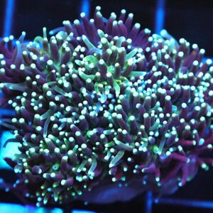 SDC Galaxea; Swamp Gas Cult