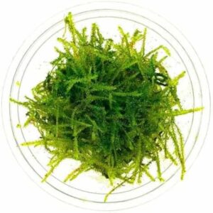 Java Moss on Coconut Shell Dome Vesicularia dubyana in container for aquarium shipping