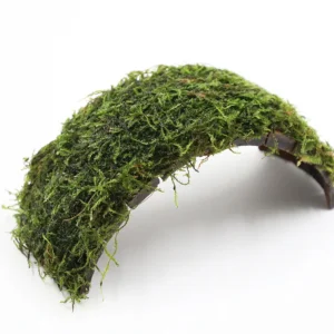 Vesicularia dubyana on coconut shell bridge