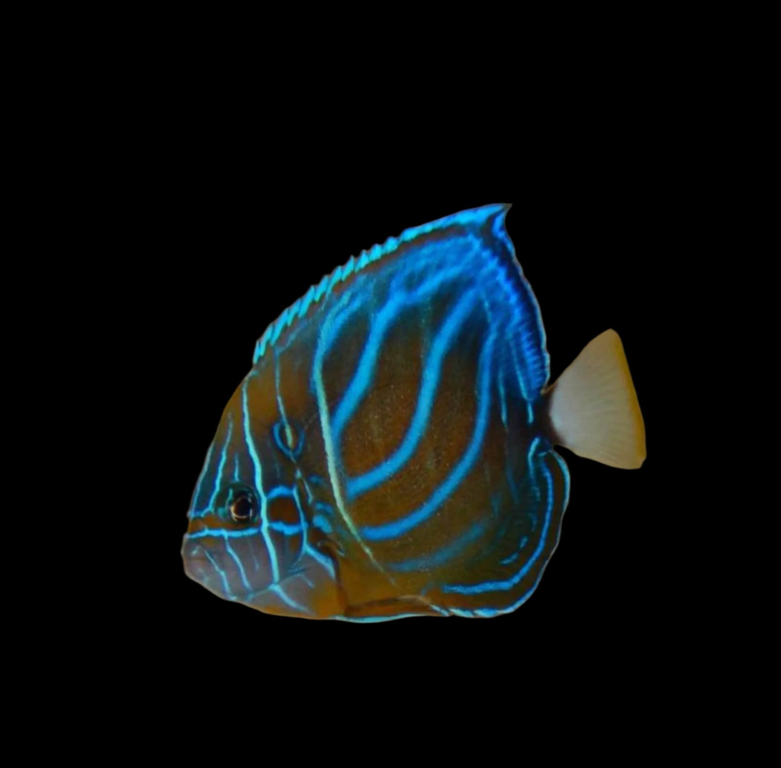 Angel: Annularis; Changing