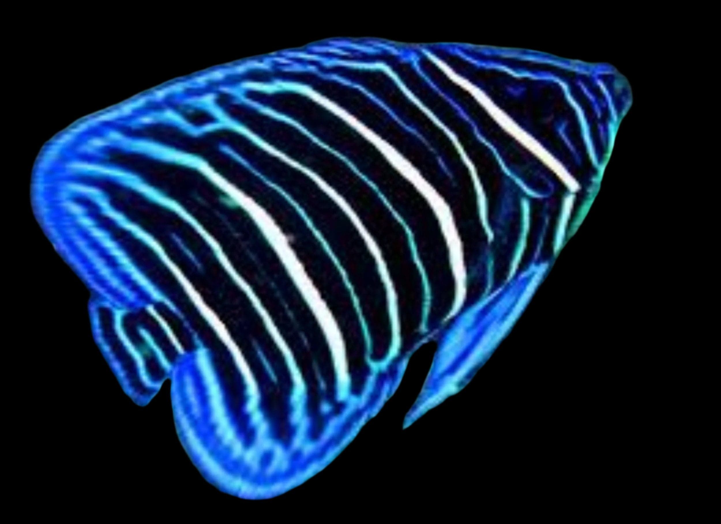 Annularis Angel juvenile blue ring pattern saltwater aquarium fish