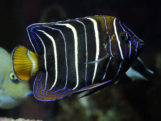 Chrysurus Angelfish for sale with blue head stripes and yellow tail in a saltwater aquarium
