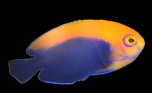 Angel: Flameback; Brz.