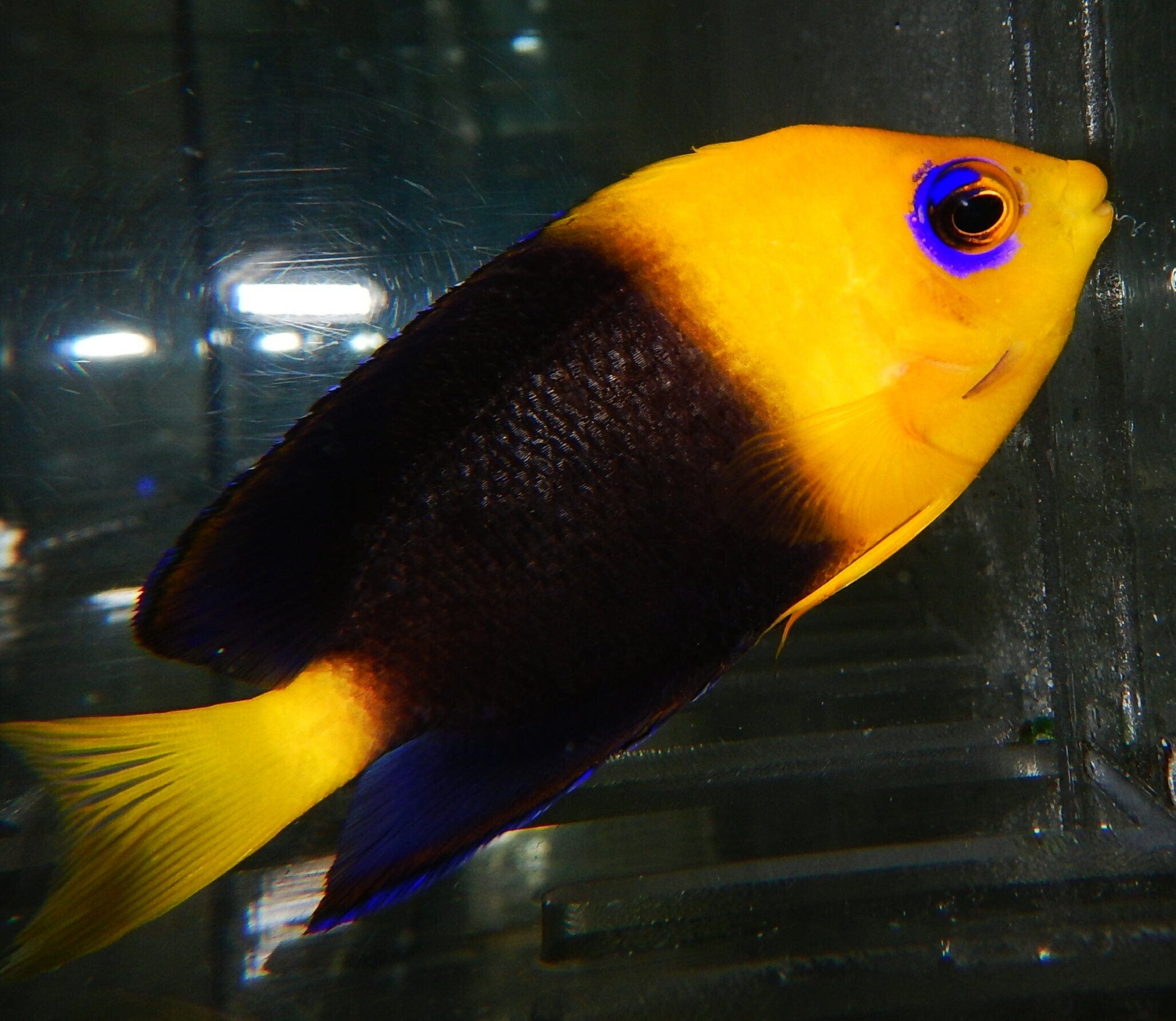 Joculator Angelfish swimming mid-tank with yellow face and blue body in bright reef system