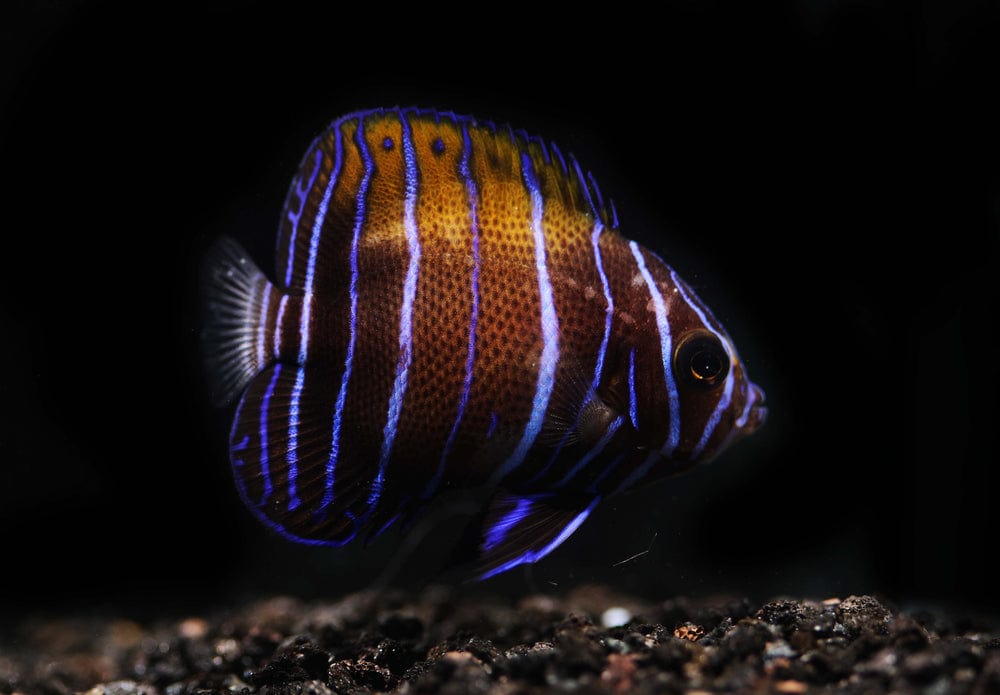 Angel: Majestic; Chng.