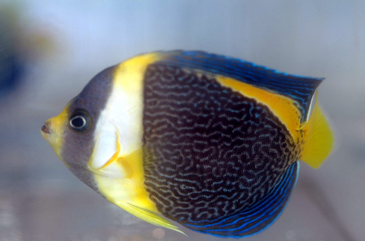 Angel: Scribbled; Aus.