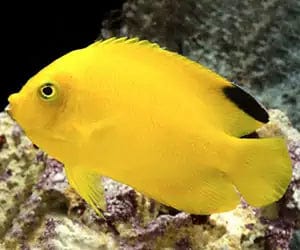 Angel: Woodheadi; Fiji