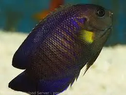 Yellowfin Angelfish swimming near live rock in a saltwater reef tank with bright yellow fins.
