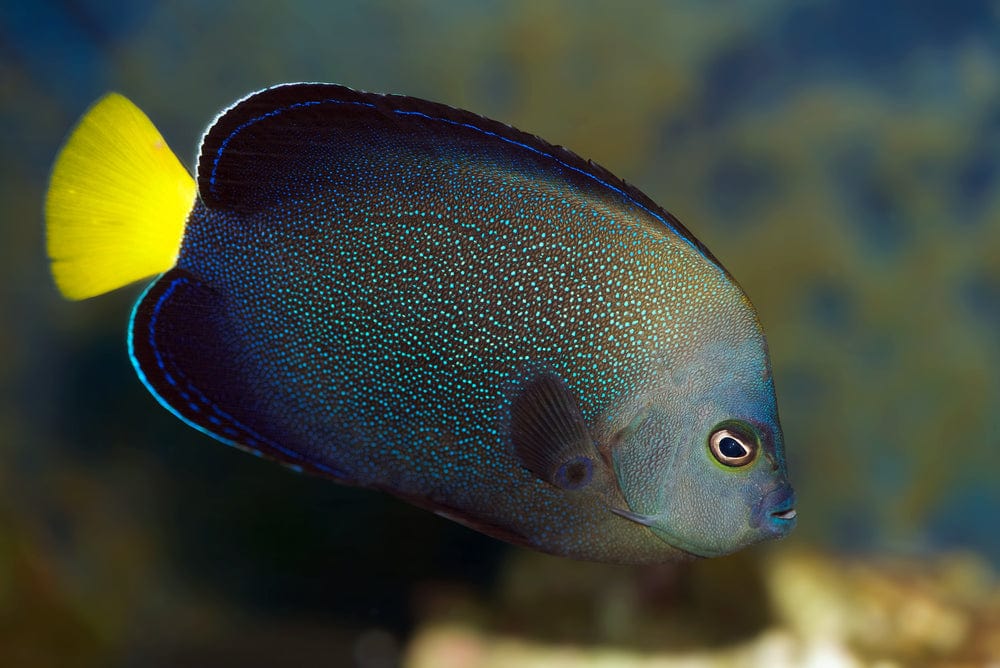 Angel: Yellowtail Poma; Adult