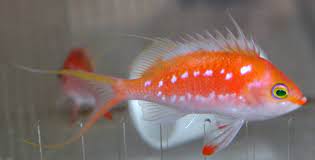 Anthias: Sacura; Male; Japan