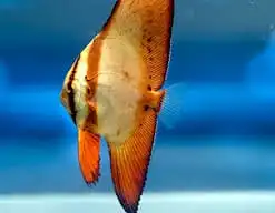 Batfish: Orbiculate