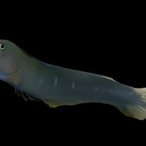 Blenny: Bicolor; Female