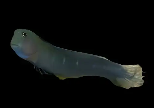 Blenny: Bicolor; Female