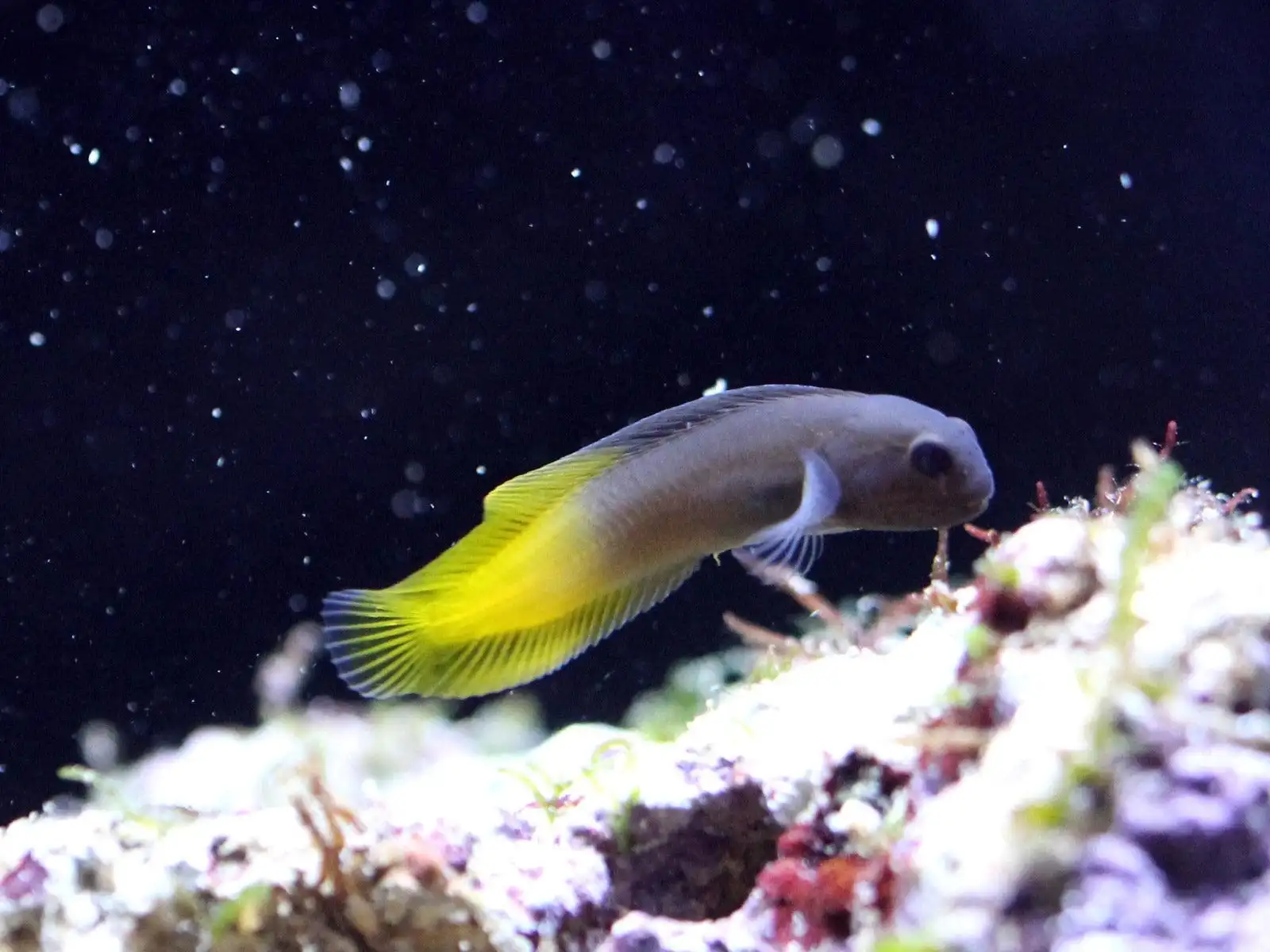 Blenny: Flametail
