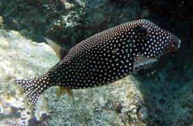 Boxfish: Black (Female)