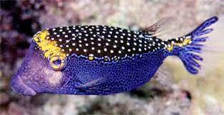 Boxfish: Blue; (Male)