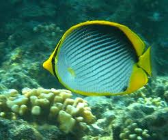 Butterfly: Black Back