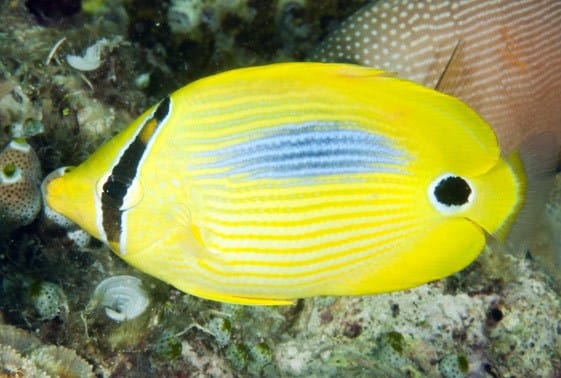 Butterfly: Blue Blotch