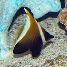 Butterfly: Brown & White Heniochus