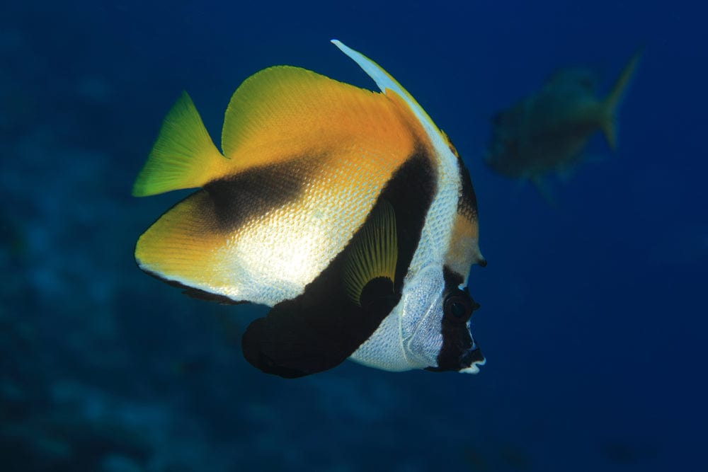 Butterfly: Monoceros Heniochus