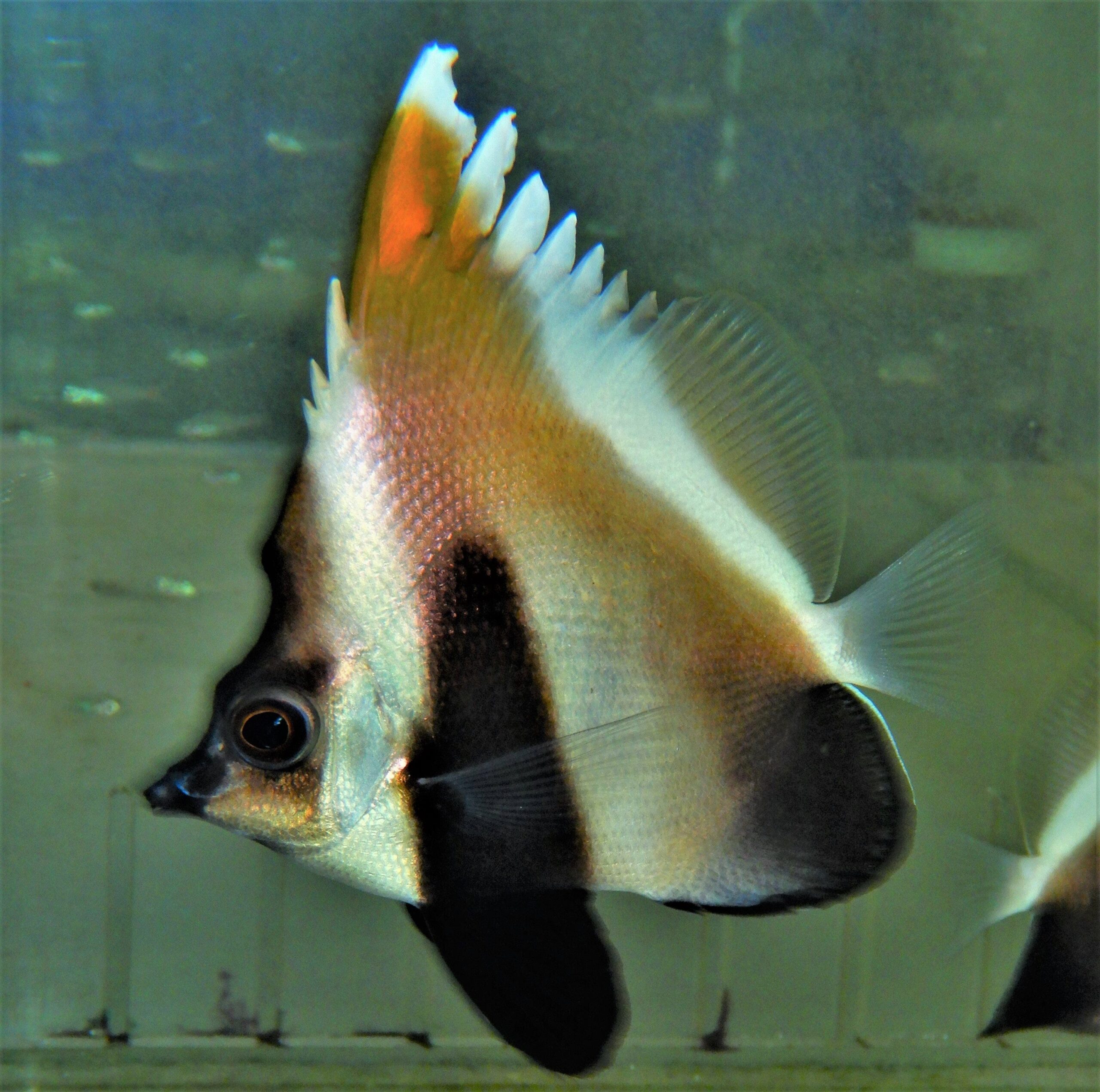 Butterfly: Phantom Heniochus; I.O.