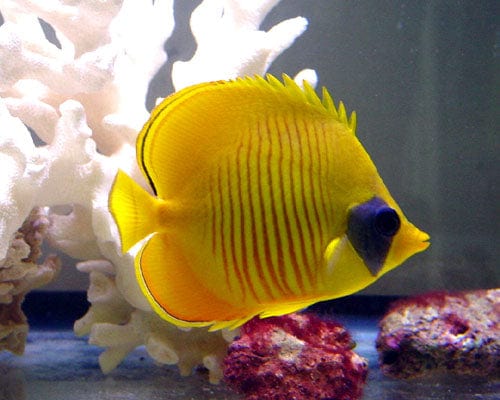 Butterfly: Semilarvatus; R. Sea