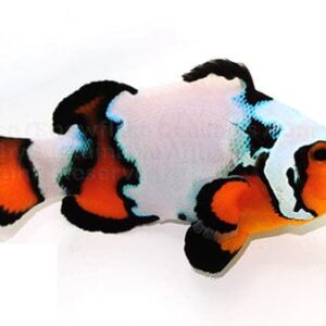 Clown: Black Ice Ocellaris; C.B.