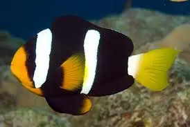 Black Clarkii Clownfish swimming in reef aquarium showing natural Clarkii Clown markings and coloration