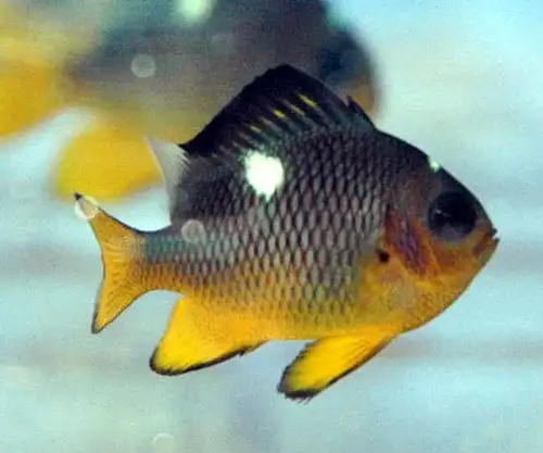 Damsel: Golden; Fiji