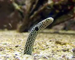 Eel: Green (Hass) Garden