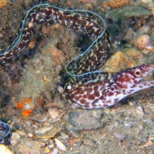 Eel: White Spotted Moray; Brz.