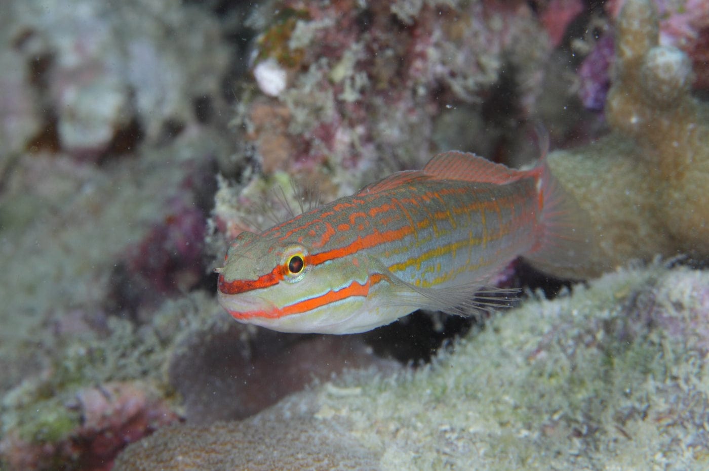 Goby: Orange Marked