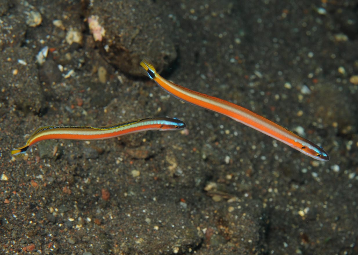 Goby: Red Striped Worm