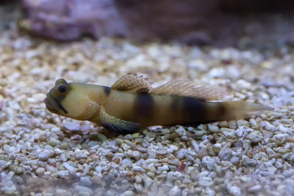 Goby: Watchman