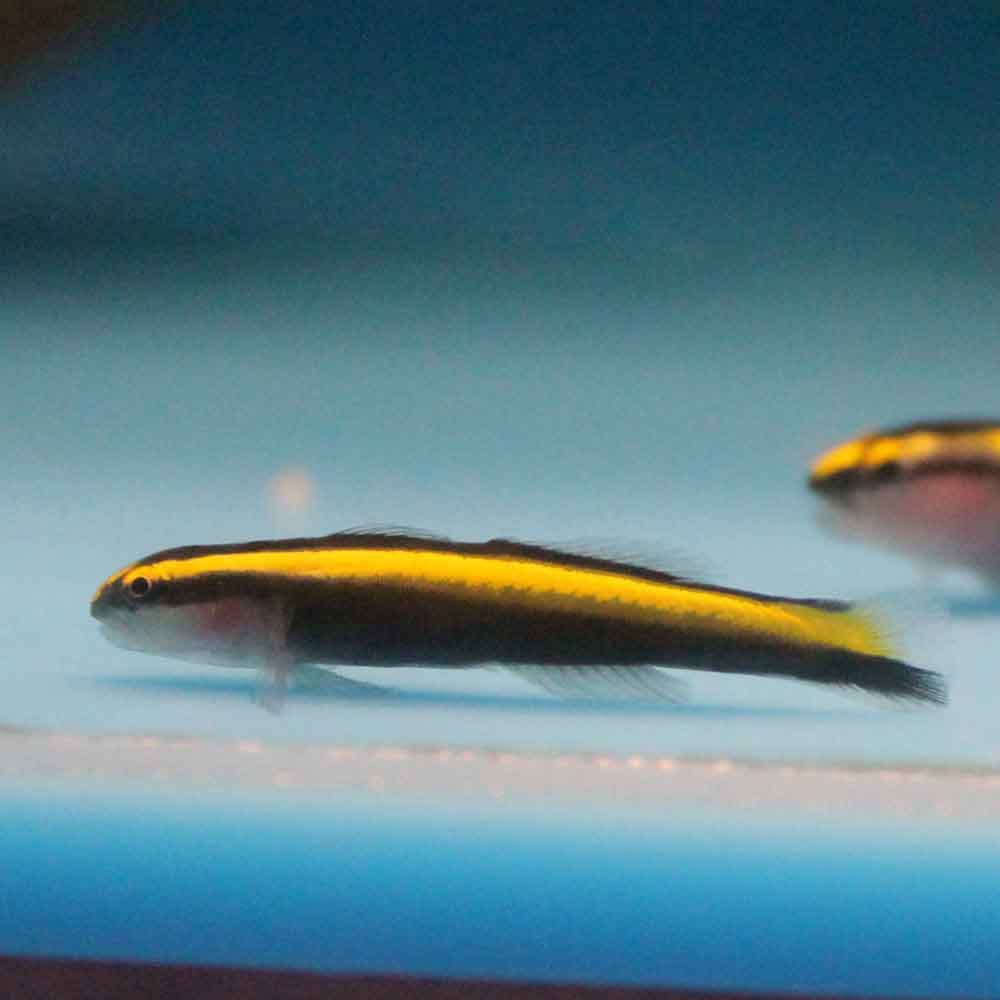 Goby: Yellowstripe Neon; Atl.