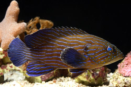 Boenacki (Blueline) Grouper - Cephalopholis boenack