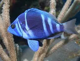 Hamlet: Barred Hamlet; Atl.