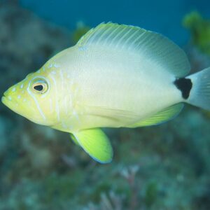 Hamlet: Butter Hamlet; Atl.