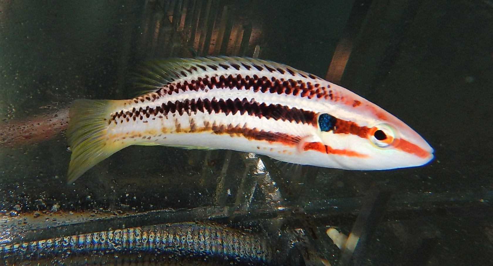 Hogfish: Candy Stripe