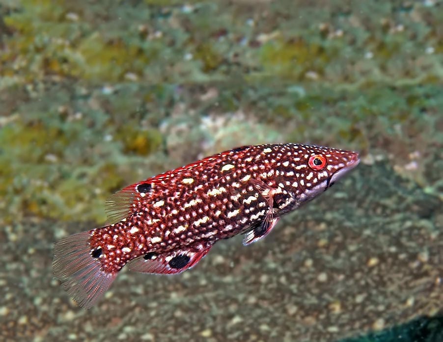 Hogfish: Dianas; Fiji