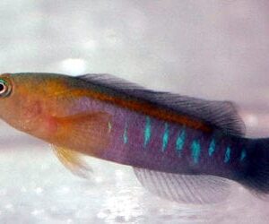 Pseudo: Blue Bar chromis; Female
