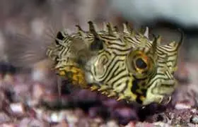 Puffer: Burr (Spiny Box); Atl.