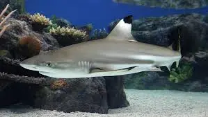 Shark: Black Tip Reef