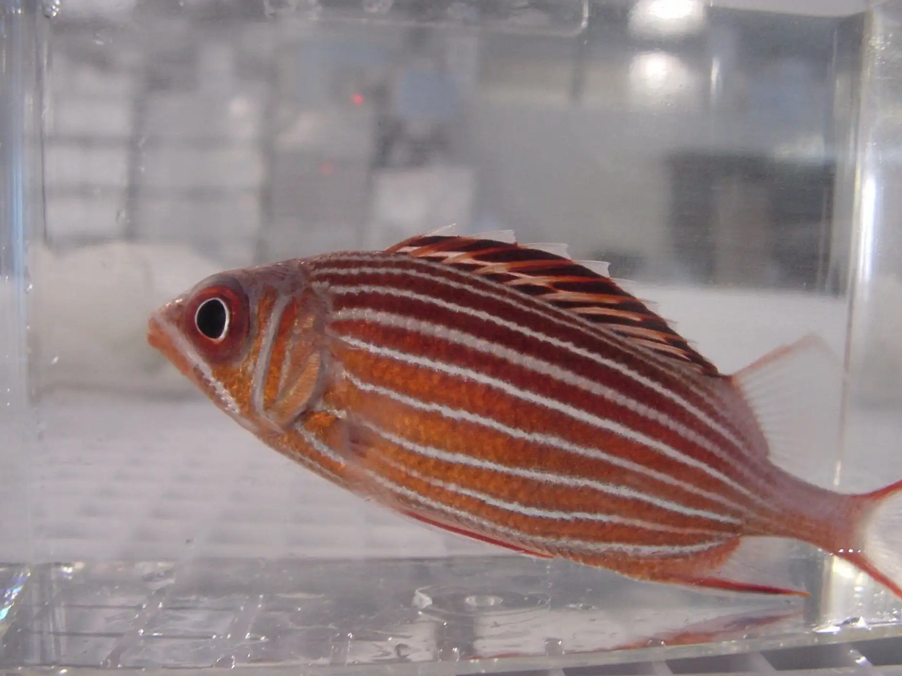 Squirrelfish: Candy Cane