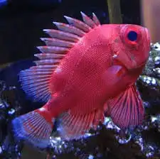 Squirrelfish: Pop Eyed Catalufa