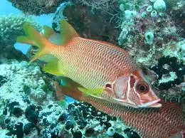 Squirrelfish: Scarlet Fin; Fiji