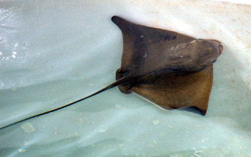 Stingray: Bat