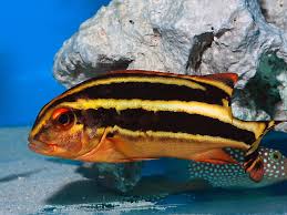 Sweetlips: Yellow Lined