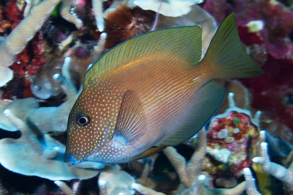 Striatus Tang Ctenochaetus striatus